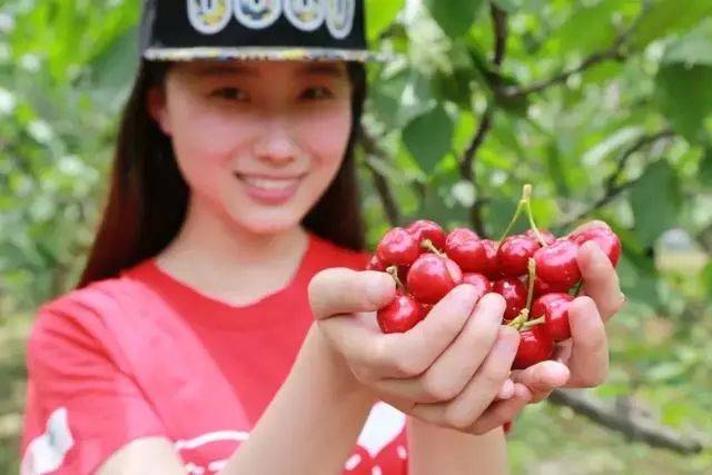樱桃红了！2018四川最全樱桃采摘清单，拿走不谢！