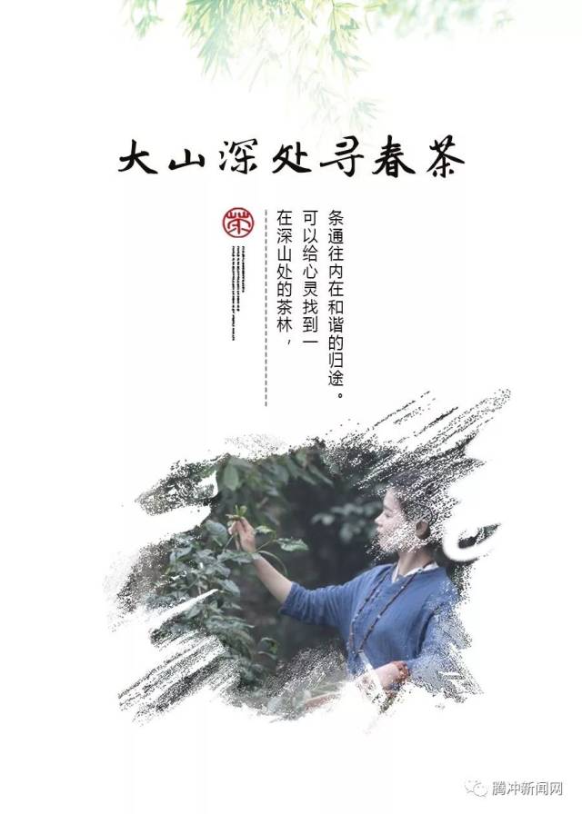 高黎贡山深处寻春茶 徜徉在自然融合的大茶园_手机搜狐网