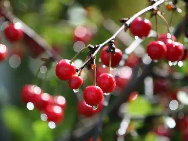 樱桃红了！2018四川最全樱桃采摘清单，拿走不谢！