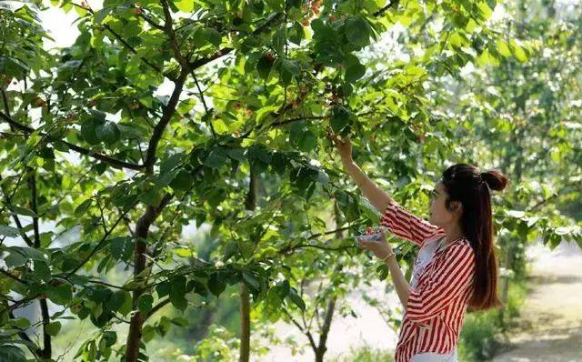 樱桃红了！2018四川最全樱桃采摘清单，拿走不谢！
