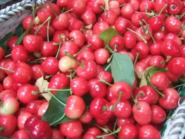 樱桃红了！2018四川最全樱桃采摘清单，拿走不谢！