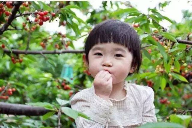 樱桃红了！2018四川最全樱桃采摘清单，拿走不谢！