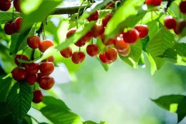 樱桃红了！2018四川最全樱桃采摘清单，拿走不谢！