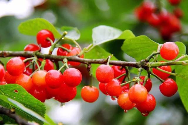 樱桃红了！2018四川最全樱桃采摘清单，拿走不谢！