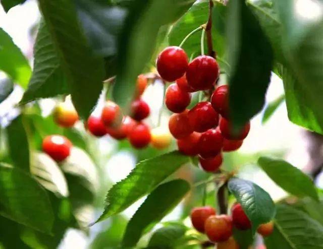 樱桃红了！2018四川最全樱桃采摘清单，拿走不谢！