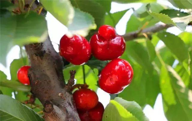 樱桃红了！2018四川最全樱桃采摘清单，拿走不谢！