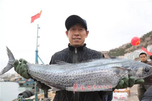 2018沙子口鲅鱼节今天启幕!