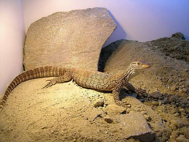 蜥蜴类中体形最大的种类 故称"五爪金龙".