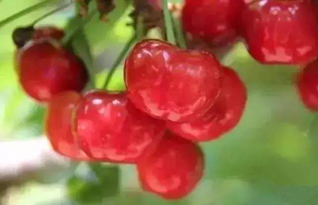 樱桃红了！2018四川最全樱桃采摘清单，拿走不谢！