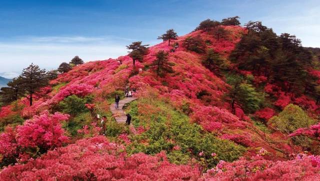 磐安高二乡高姥山杜鹃谷 火辣辣红透山头