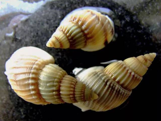 织纹螺(英文名nassariidae),俗称海丝螺,海狮螺,麦螺或白螺.