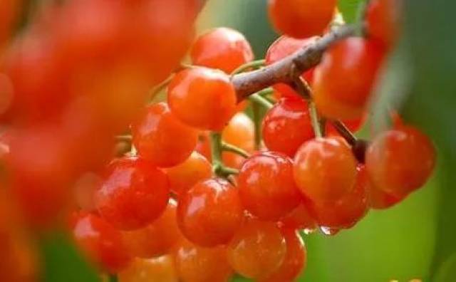 樱桃红了！2018四川最全樱桃采摘清单，拿走不谢！