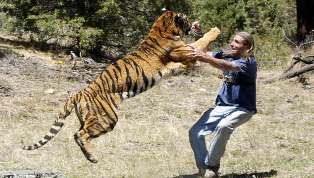 驯兽师训练360斤老虎的惊险场面,网友:真心不容易