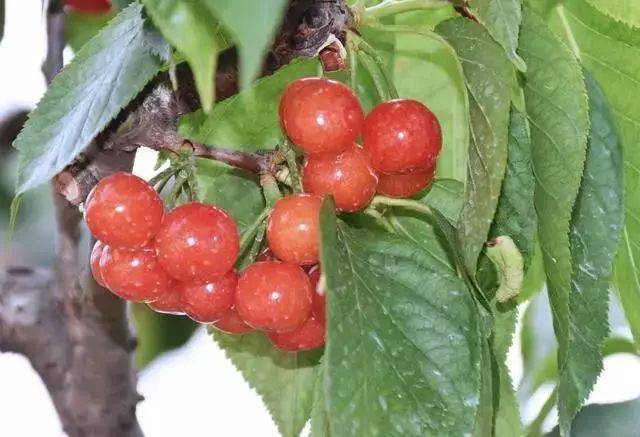 樱桃红了！2018四川最全樱桃采摘清单，拿走不谢！