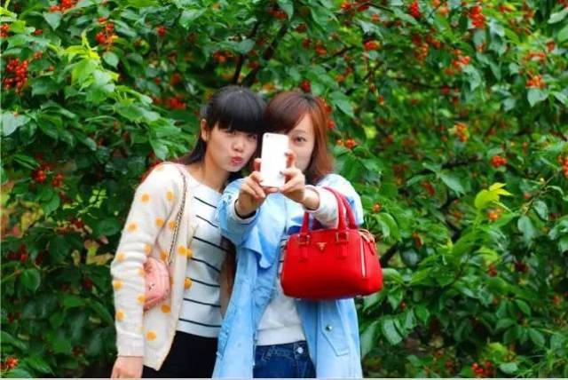 樱桃红了！2018四川最全樱桃采摘清单，拿走不谢！