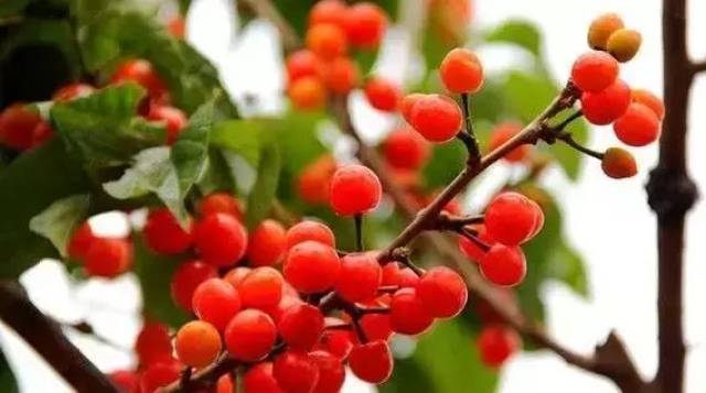 樱桃红了！2018四川最全樱桃采摘清单，拿走不谢！