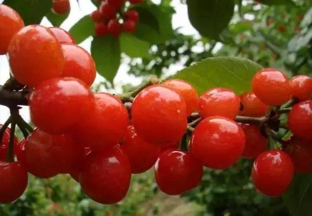 樱桃红了！2018四川最全樱桃采摘清单，拿走不谢！