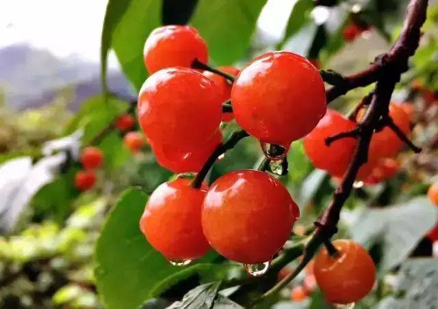 樱桃红了！2018四川最全樱桃采摘清单，拿走不谢！