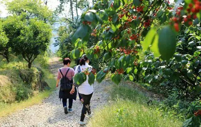 樱桃红了！2018四川最全樱桃采摘清单，拿走不谢！