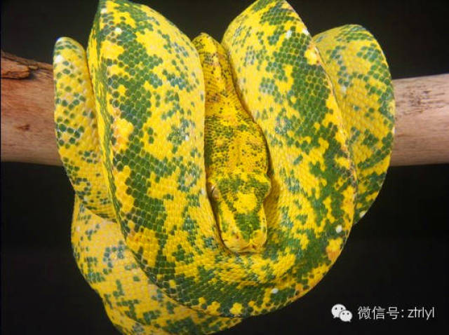 妖娆的梦魇——绿树蟒(green tree python)品种介绍