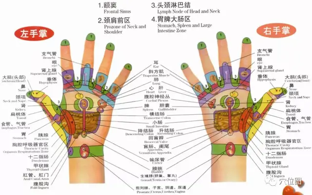 脾的保养在左手,可触摸手心面紧靠大拇指指根的部位,力度为摩擦皮肤"