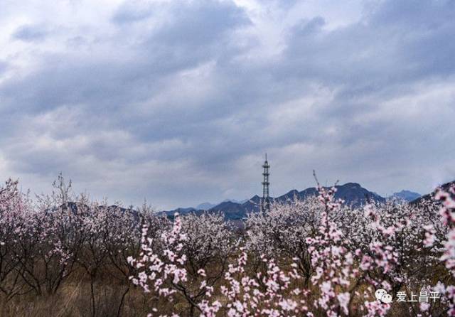 老峪沟杏花开满山,美景不等人周末天好抓紧去赏!