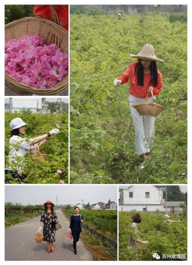 微旅游丨 花开时来 2018首届苏州(平望)玫瑰采摘节即将启幕