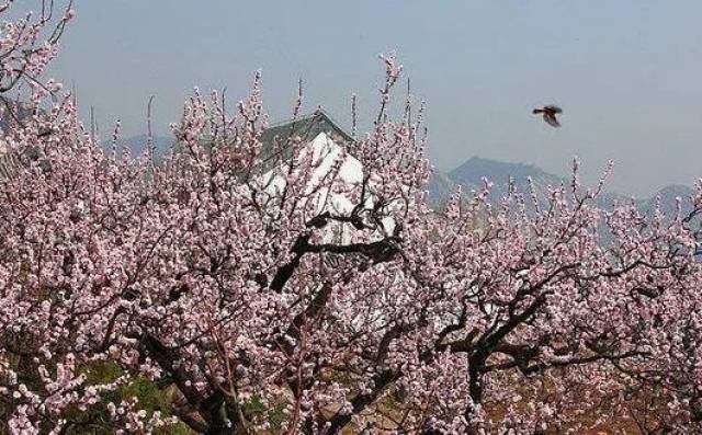 这个享有美誉杏花村 就在 北京延庆的香营乡新庄堡村 .