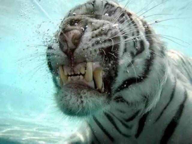 都说猛虎下山势不可挡 但下水的老虎却更加的狰狞