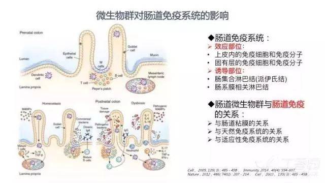 主要由上皮及固有层内的免疫细胞和免疫分子,肠集合淋巴结(派伊氏结)