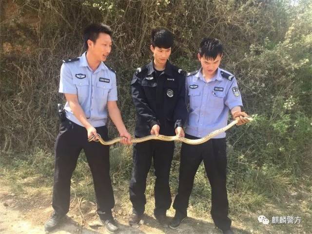 昨天,两条老麻蛇到两户人家"串门,结果双双被擒!