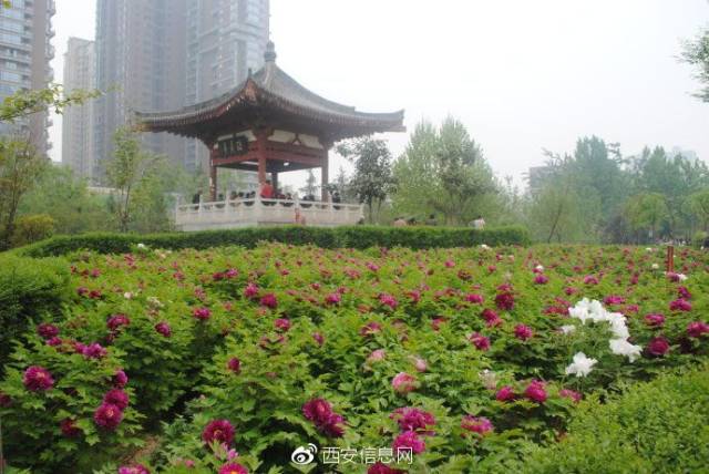 通仅需片刻功夫便可来到坐落在古唐城群贤坊城墙遗址上的西安牡丹苑
