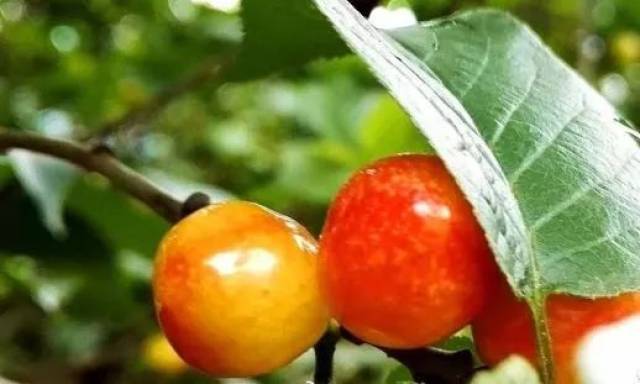 又到水果成熟季 昆明周边水果采摘线路盘点