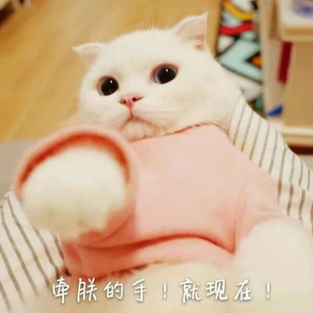 喵星人表情包│真让猫头秃_手机搜狐网