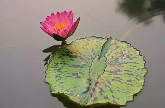 各种名贵莲花,太美了!