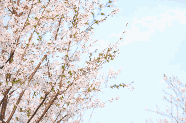 向全世界发出来自樱花大道的春日邀请 樱花节突破区域限制迎来全世界