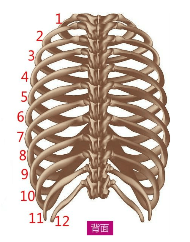 自体肋软骨背面 人体12根肋骨"背面示意图"