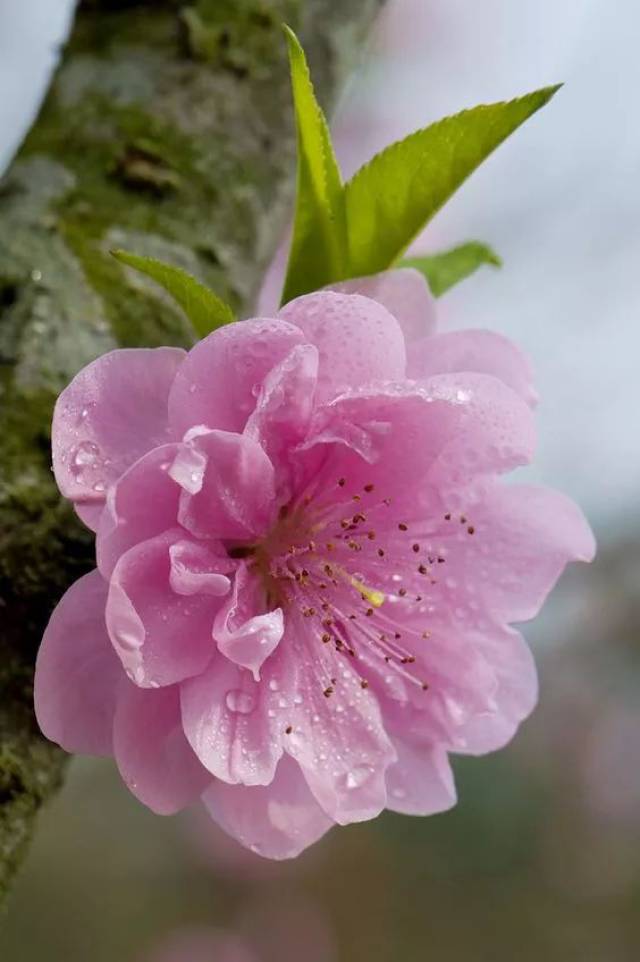 人面桃花相映红