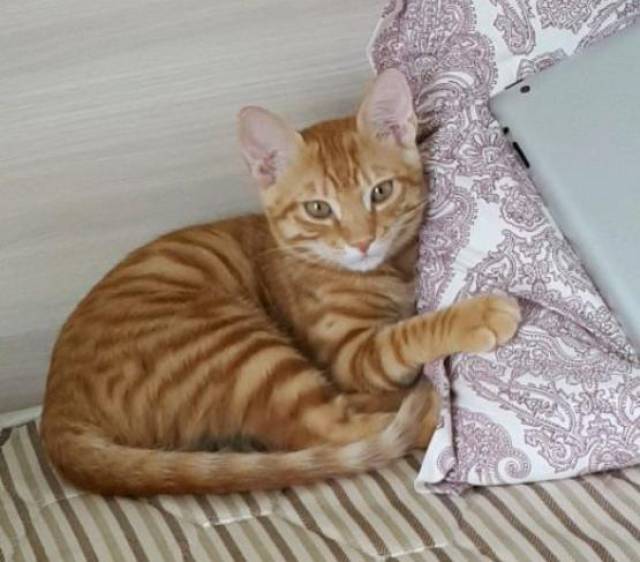 橘猫区区几个月的对比,这猫粮真是一口都没白吃啊!