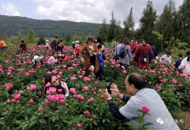 平昌芍药花开幕啦!现场是这样的