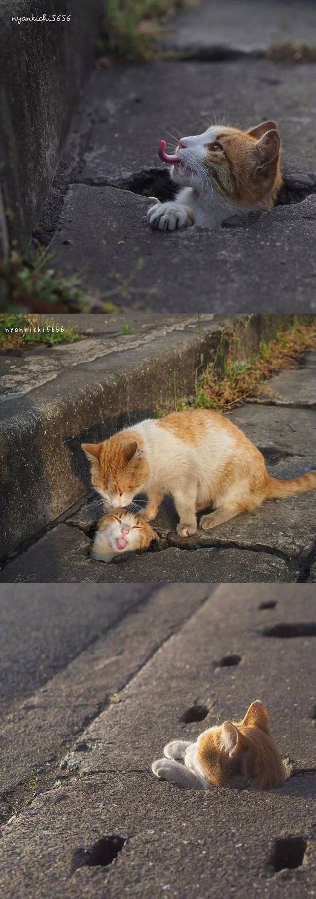 摄影师拍摄的一组喜欢钻地洞的猫咪们,里面到底藏着什么秘密呀