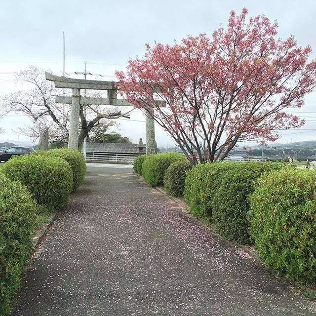 这棵日本樱花树是今年大网红,只因一不小心长成了这幅