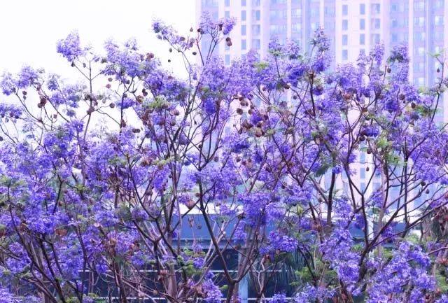 一簇簇蓝紫色花朵簇拥在纤细的树枝上 将整条街道装扮成紫色花海