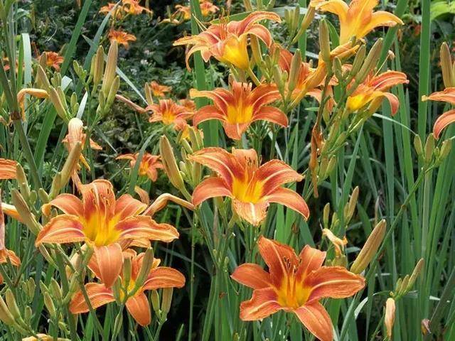 野生百合花,花常具有鲜艳的色彩,时具香味,花序单生或数多成总状.