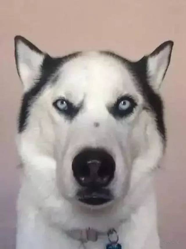 年纪轻轻就谢顶了,心疼这些二哈