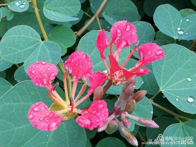 花花世界:人间四月天,雨中看花时(不一样的橙色羊蹄甲