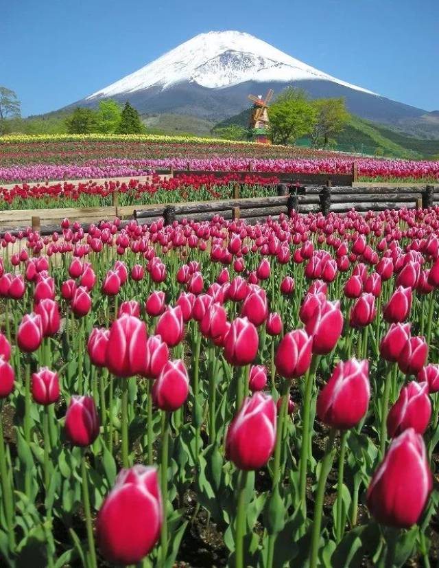 富士山二丁目,在每年的4月中旬到5月中旬都会举办"天空的郁金香节"