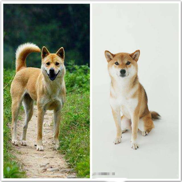 中华田园犬和日本柴犬对比,到底输在哪?
