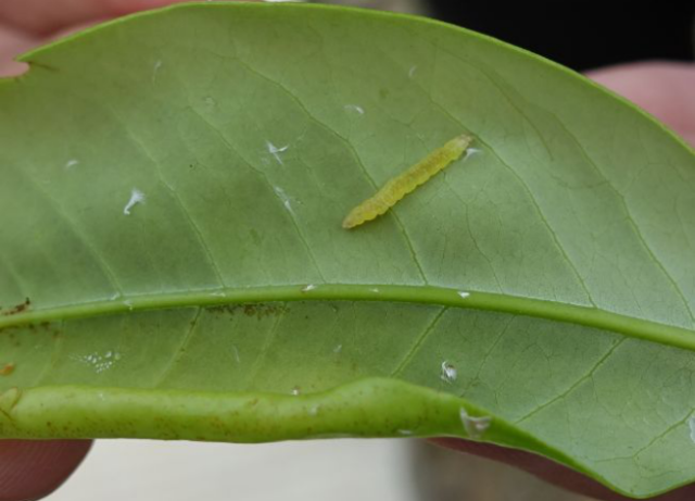 济南仕邦农药氯氰毒死蜱正式登记荔枝蒂蛀虫