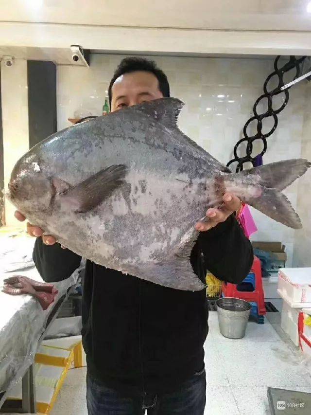 这条鲳鱼大不大!比一个成年男子的肩膀还宽啊!
